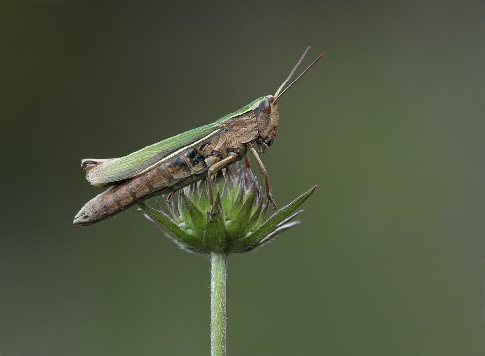 Lesser Marsh Grasshopper 2